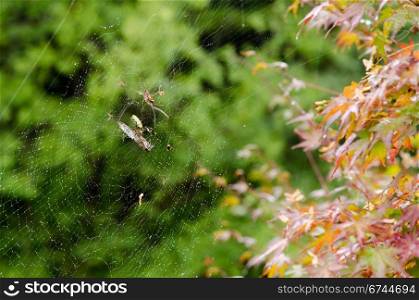 Spider, Nephila clavata. Female of a Golden silk orb-weaver, Nephila clavata on its net eating a cicada