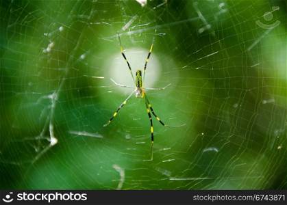 Spider, Nephila clavata. Female of a Golden silk orb-weaver, Nephila clavata on its net
