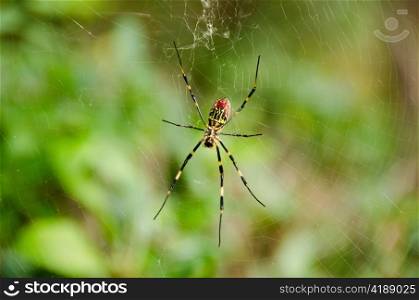 Spider, Nephila clavata. Female of a Golden silk orb-weaver spider, Nephila clavata on its net