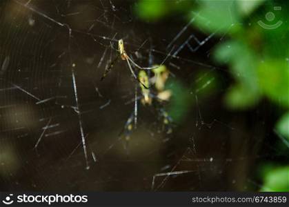 Spider, Nephila clavata. Male of a Golden silk orb-weaver, Nephila clavata on its net