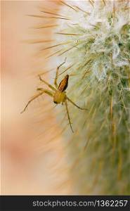 Spider on a cactus