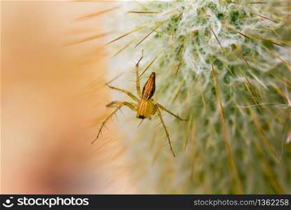 Spider on a cactus