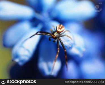 Spider on a flower in the forest. Spider on a flower