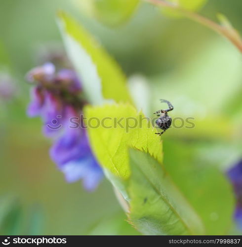 Spider on a flower in the forest. Spider on a flower