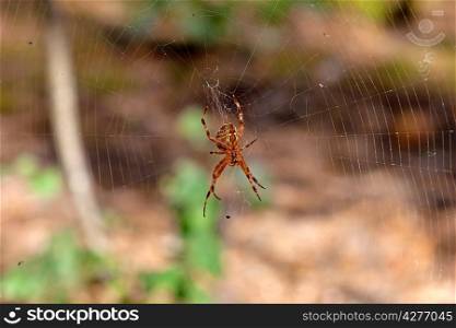 Spider on cobweb in wild forest