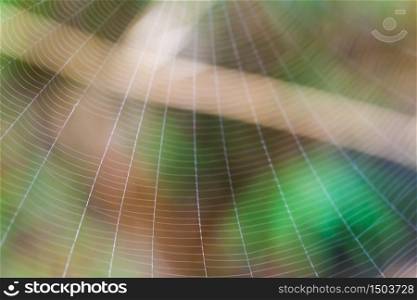 Spider on the web in the forest