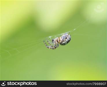 Spider on the web in the forest . Spider on the web