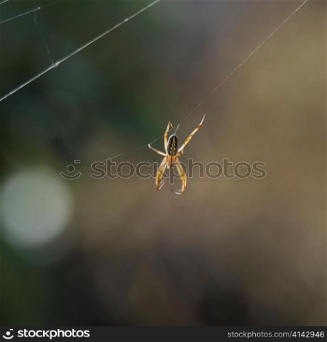 Spider on web, North Seymour Island, Galapagos Islands, Ecuador