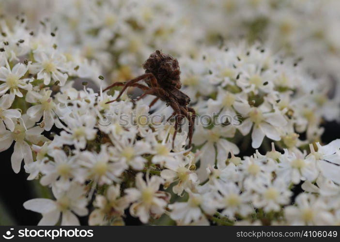 Spider on white flowers