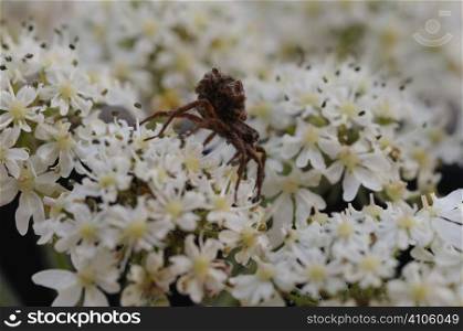 Spider on white flowers