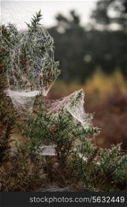 Spider&rsquo;s web covered in dew on cold Autumn morning