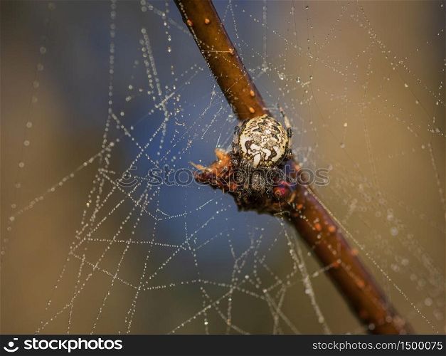 Spider sitting on the spider web covered by dew drops against the blurry brown and blue background