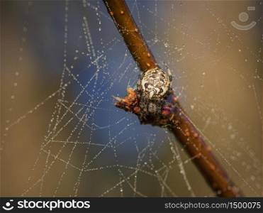 Spider sitting on the spider web covered by dew drops against the blurry brown and blue background