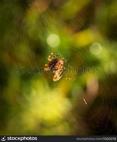 Spider sitting on the spider web lit by sunlight against the blurry green and yellow background