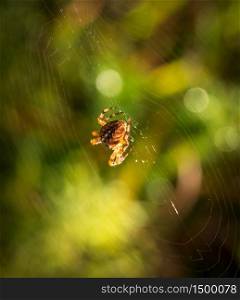 Spider sitting on the spider web lit by sunlight against the blurry green and yellow background