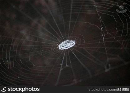 spider stabilimentum Argiope ocyaloides