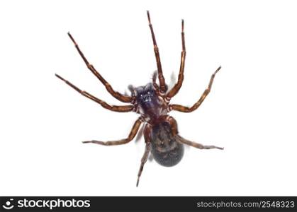 spider, Tegenaria