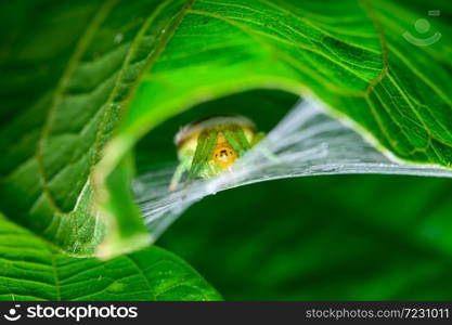 Spider under the leaf