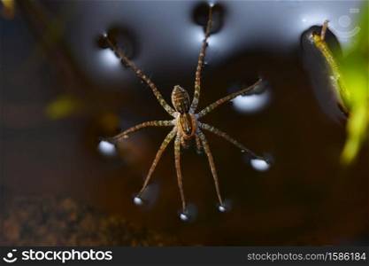 Spider walking on water surface, Pardosa milvina, Pune, Maharashtra, India