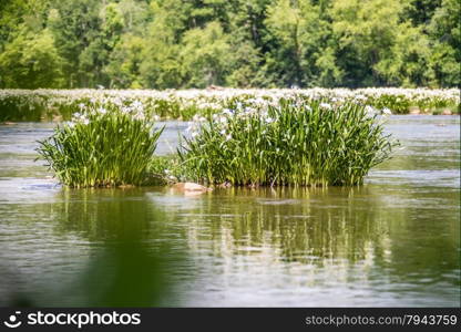 spider water lilies in landsford state park south carolina