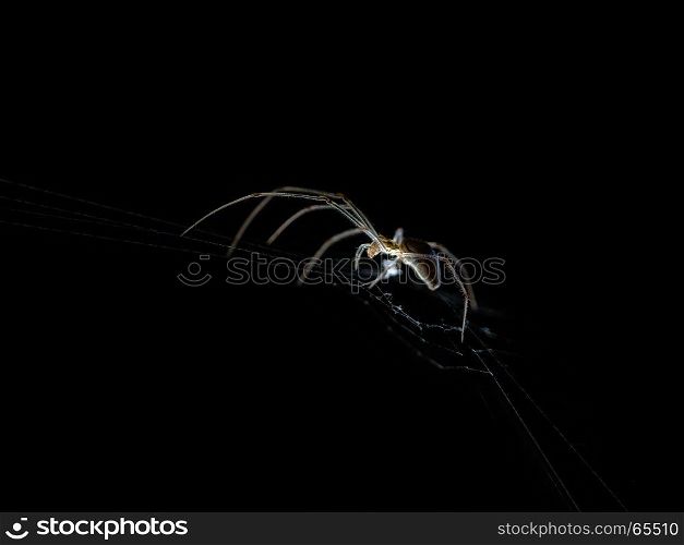 spider weaving its web on black background
