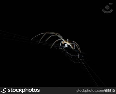 spider weaving its web on black background