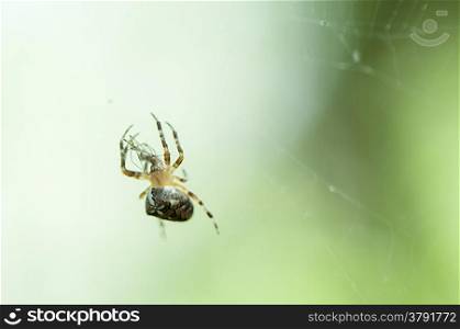 spider weaving spider web to hunt