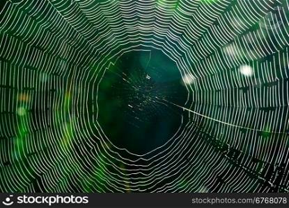 Spider web. Element of design.