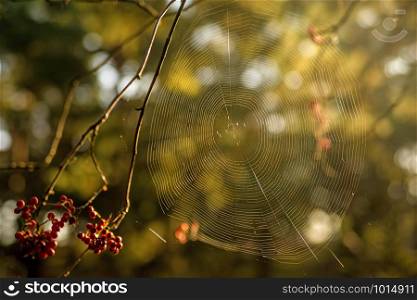 spider web in back light at a bush with berries