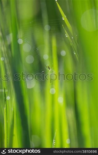 Spider web in rice field