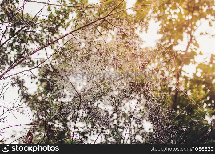 Spider web in the mountains in the morning
