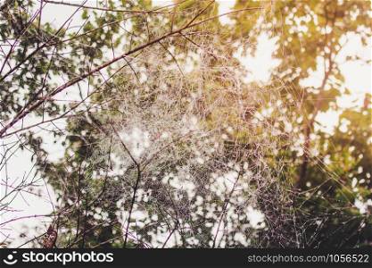 Spider web in the mountains in the morning