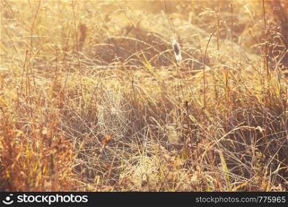 Spider web in the thickets of autumn grass. Field in Sunny autumn day