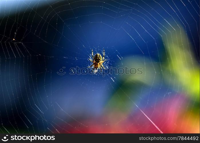 spider web on a blue background