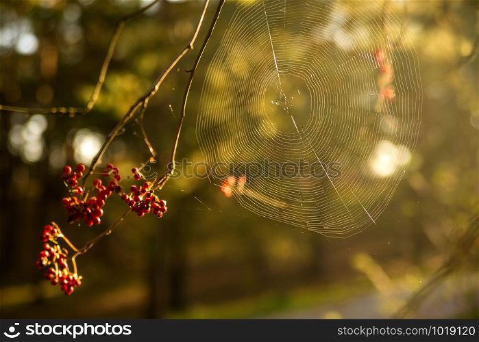 spider web on a bush with berries