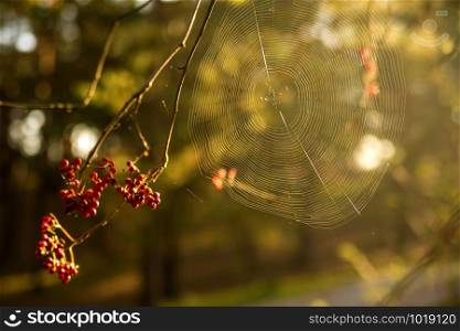 spider web on a bush with berries