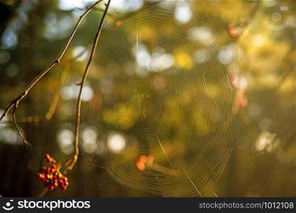 spider web on a garden butte
