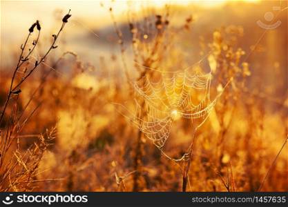 Spider web on a meadow in the rays of the rising sun.