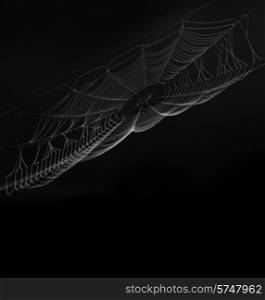 Spider Web On Black Background