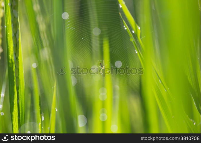 Spider web on green grass