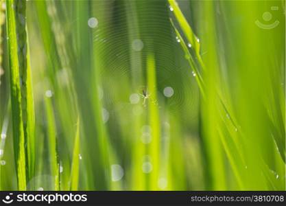 Spider web on green grass