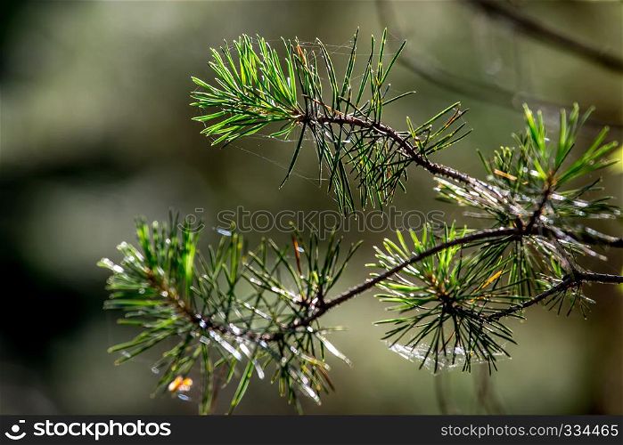Spider web on the pine tree on green forest background.. Cobweb. Spider web is web made by spider. Spider net in nature.