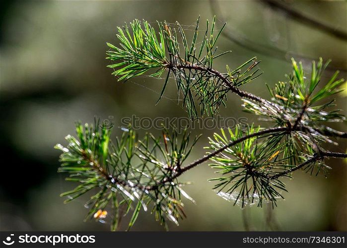 Spider web on the pine tree on green forest background.. Cobweb. Spider web is web made by spider. Spider net in nature. 
