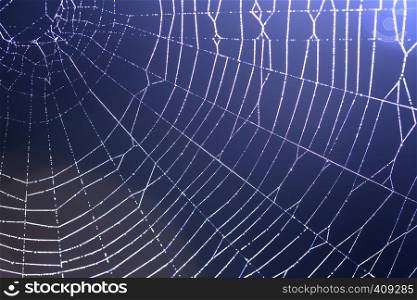 spider web with drops of dew - abstract background