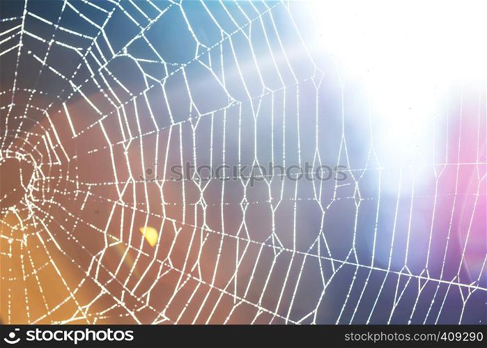 spider web with drops of dew - abstract background
