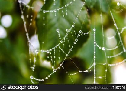 Spider web with drops of water on a background of green leaves. Close-up.. Spider web with drops of water on a background of green leaves.