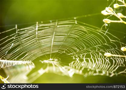 spider web with green blurred background