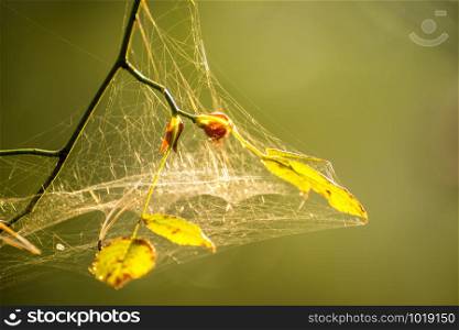 spider web with intertwined threads