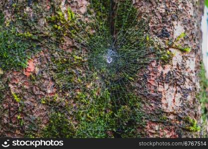 spider web with moss