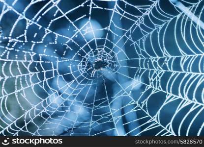 Spider web with shiny blue drops of water